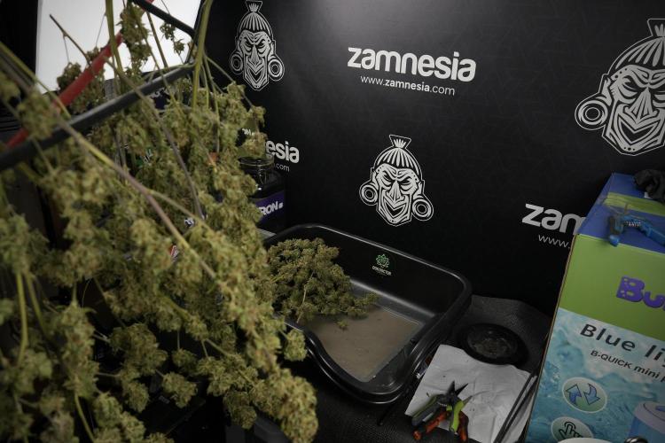 Amnesia Skunk The Zamnesia Way. Week 14 - Trimming Amnesia Skunk 01