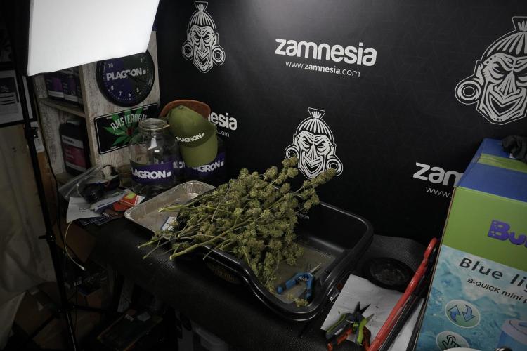 Amnesia Skunk The Zamnesia Way. Week 14 - Trimming Amnesia Skunk 01