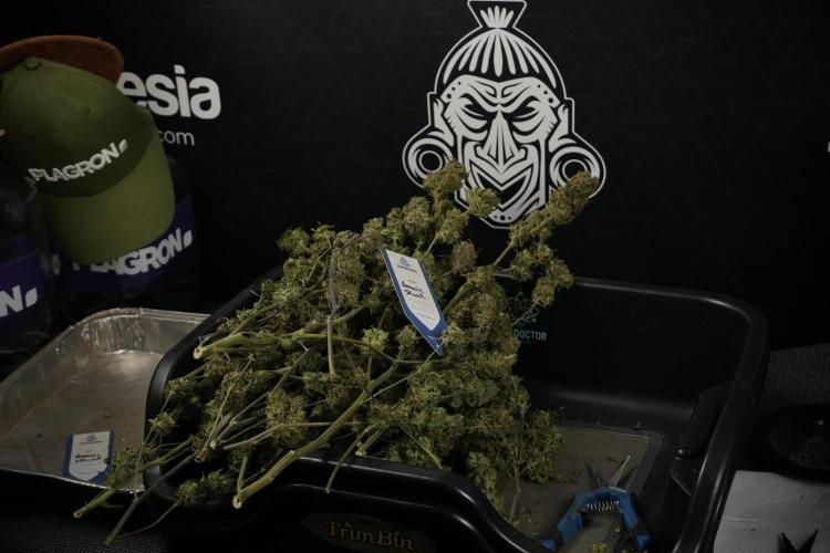 Amnesia Skunk The Zamnesia Way. Week 14 - Trimming Amnesia Skunk 01