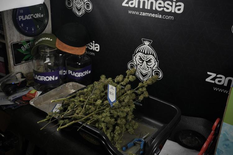 Amnesia Skunk The Zamnesia Way. Week 14 - Trimming Amnesia Skunk 01