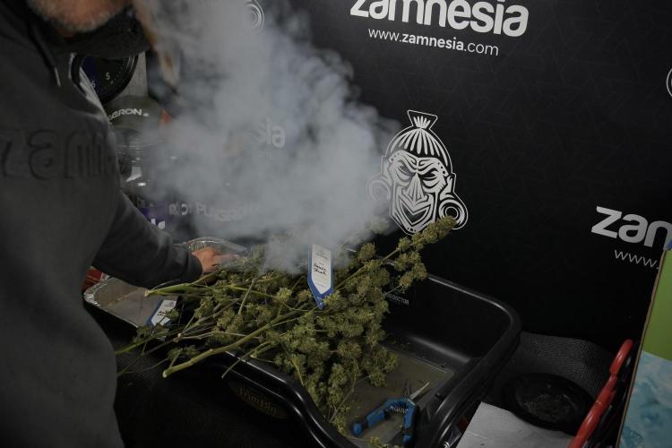 Amnesia Skunk The Zamnesia Way. Week 14 - Trimming Amnesia Skunk 01