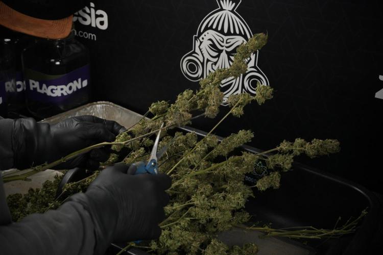 Amnesia Skunk The Zamnesia Way. Week 14 - Trimming Amnesia Skunk 01