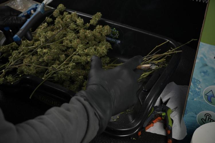 Amnesia Skunk The Zamnesia Way. Week 14 - Trimming Amnesia Skunk 01