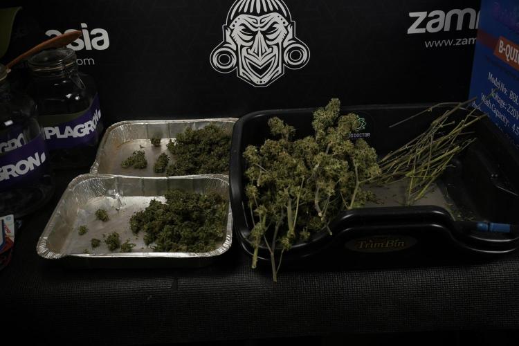 Amnesia Skunk The Zamnesia Way. Week 14 - Trimming Amnesia Skunk 01