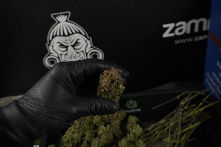 Amnesia Skunk The Zamnesia Way. Week 14 - Trimming Amnesia Skunk 01