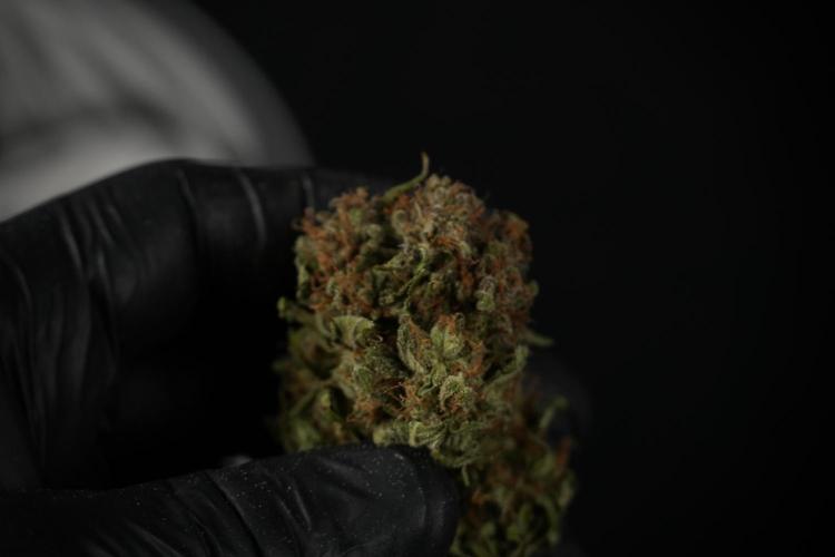 Amnesia Skunk The Zamnesia Way. Week 14 - Trimming Amnesia Skunk 01