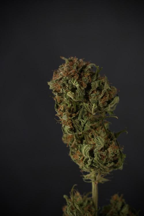 Amnesia Skunk The Zamnesia Way. Week 14 - Trimming Amnesia Skunk 01