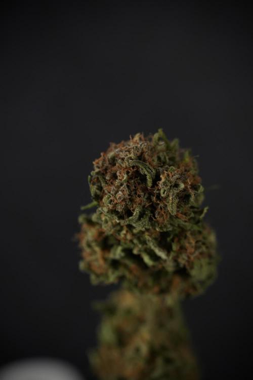 Amnesia Skunk The Zamnesia Way. Week 14 - Trimming Amnesia Skunk 01