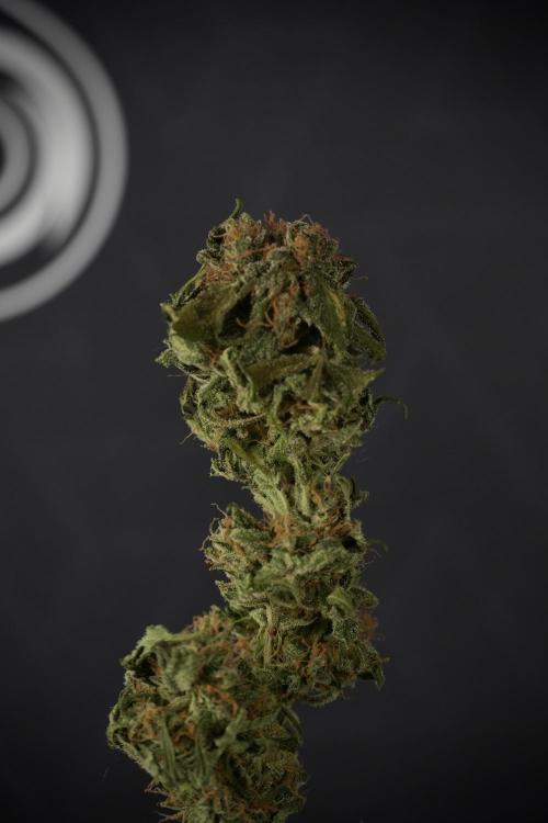 Amnesia Skunk The Zamnesia Way. Week 14 - Trimming Amnesia Skunk 01