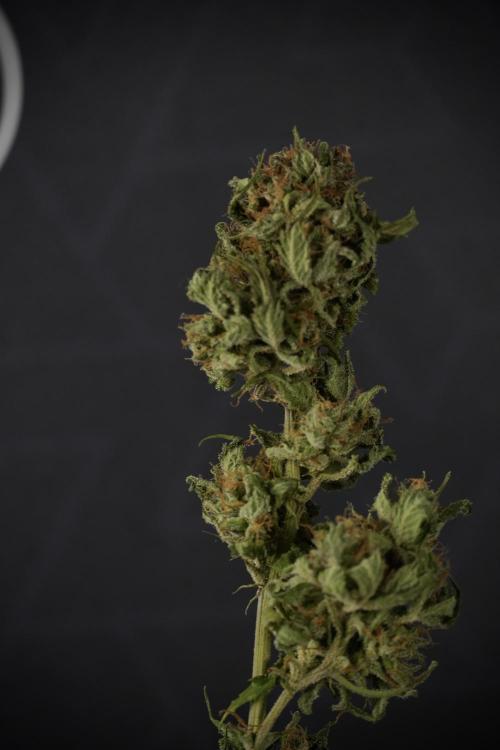 Amnesia Skunk The Zamnesia Way. Week 14 - Trimming Amnesia Skunk 01