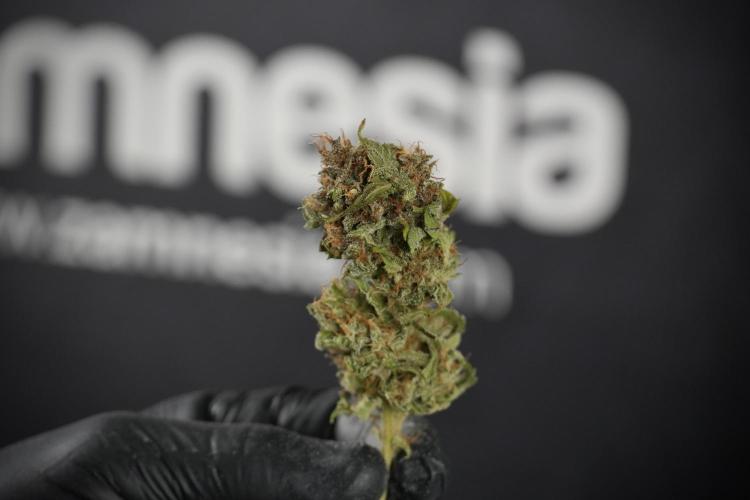 Amnesia Skunk The Zamnesia Way. Week 14 - Trimming Amnesia Skunk 01