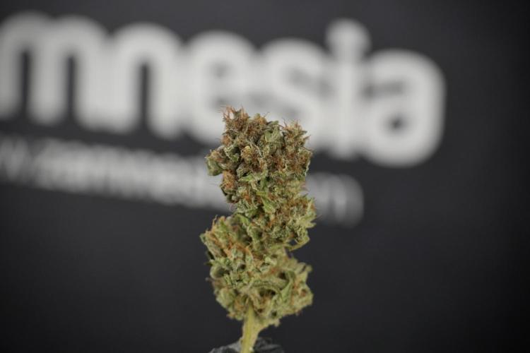 Amnesia Skunk The Zamnesia Way. Week 14 - Trimming Amnesia Skunk 01