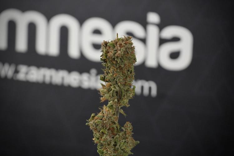 Amnesia Skunk The Zamnesia Way. Week 14 - Trimming Amnesia Skunk 01