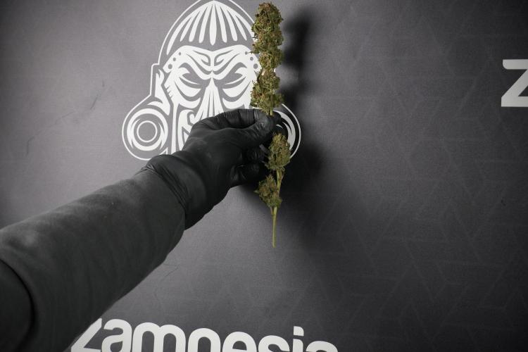 Amnesia Skunk The Zamnesia Way. Week 14 - Trimming Amnesia Skunk 01