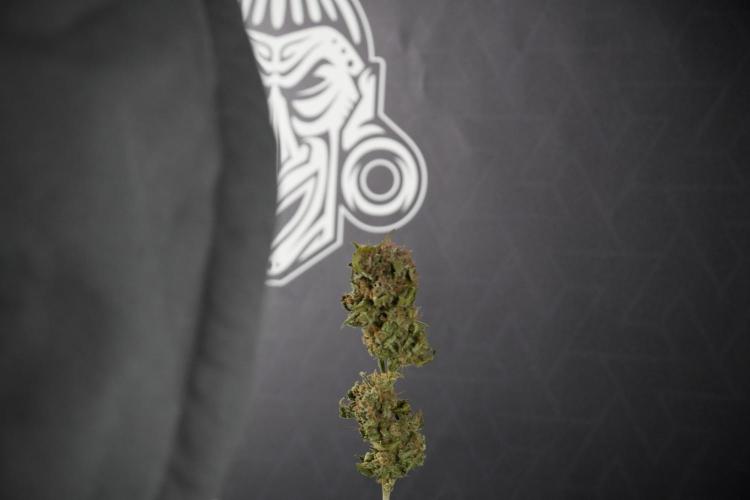Amnesia Skunk The Zamnesia Way. Week 14 - Trimming Amnesia Skunk 01