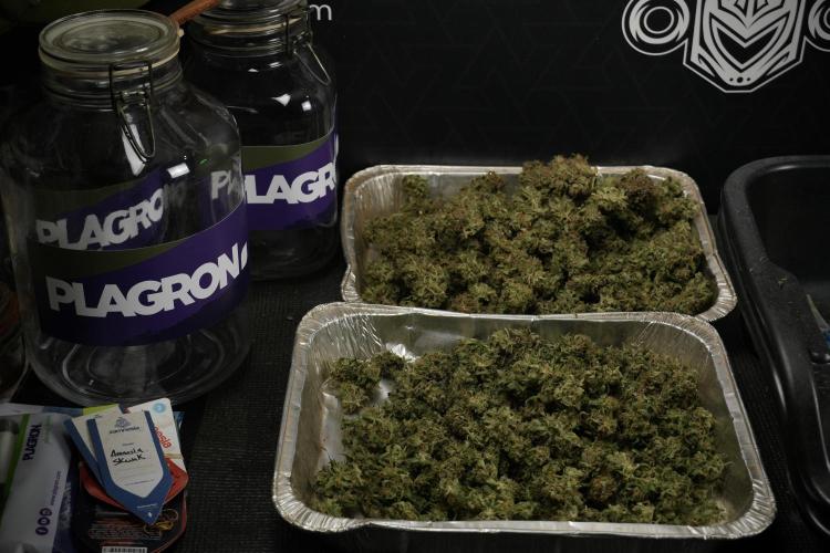 Amnesia Skunk The Zamnesia Way. Week 14 - Trimming Amnesia Skunk 01