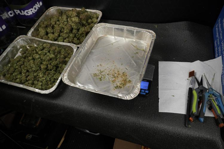 Amnesia Skunk The Zamnesia Way. Week 14 - Trimming Amnesia Skunk 01