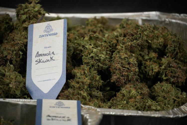 Amnesia Skunk The Zamnesia Way. Week 14 - Trimming Amnesia Skunk 01