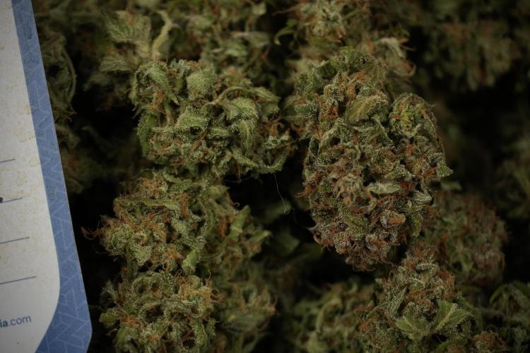 Amnesia Skunk The Zamnesia Way. Week 14 - Trimming Amnesia Skunk 01