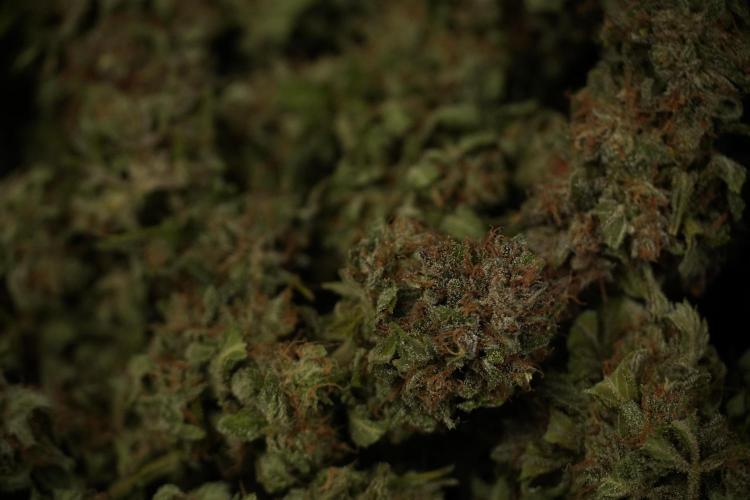 Amnesia Skunk The Zamnesia Way. Week 14 - Trimming Amnesia Skunk 01
