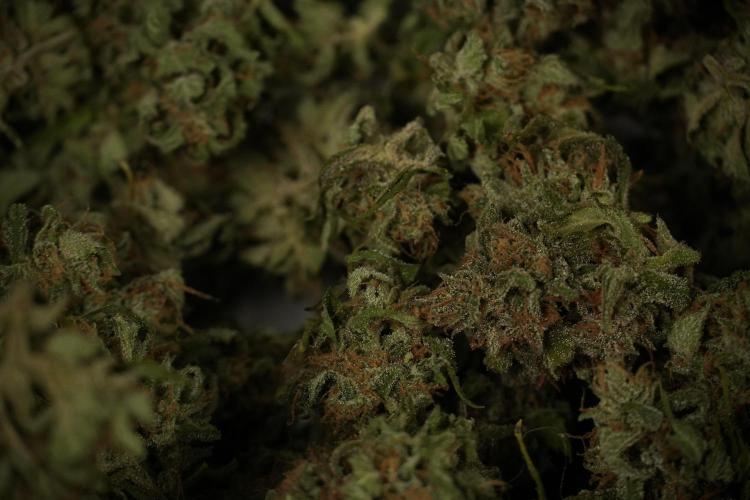 Amnesia Skunk The Zamnesia Way. Week 14 - Trimming Amnesia Skunk 01