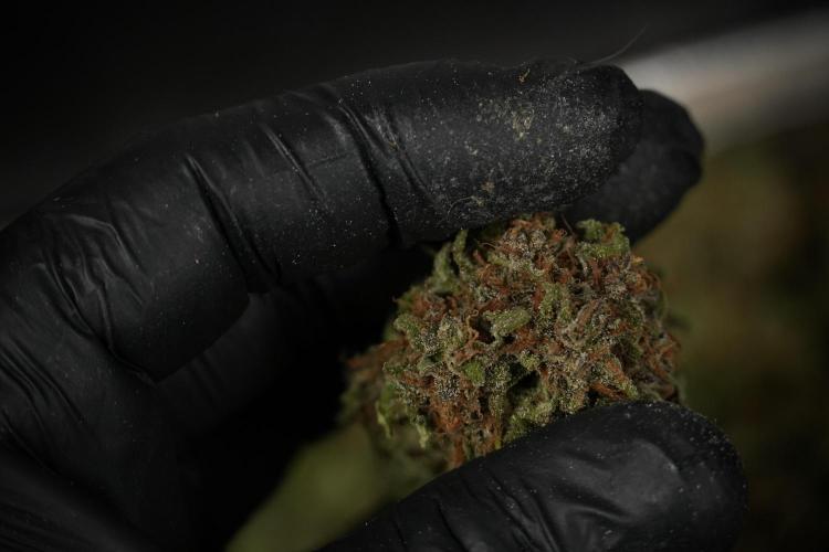 Amnesia Skunk The Zamnesia Way. Week 14 - Trimming Amnesia Skunk 01