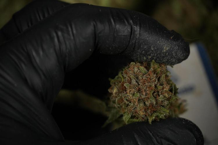 Amnesia Skunk The Zamnesia Way. Week 14 - Trimming Amnesia Skunk 01