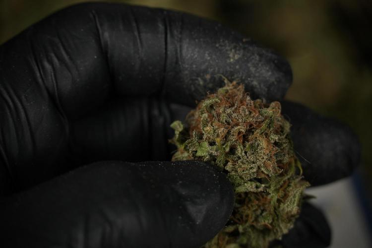 Amnesia Skunk The Zamnesia Way. Week 14 - Trimming Amnesia Skunk 01