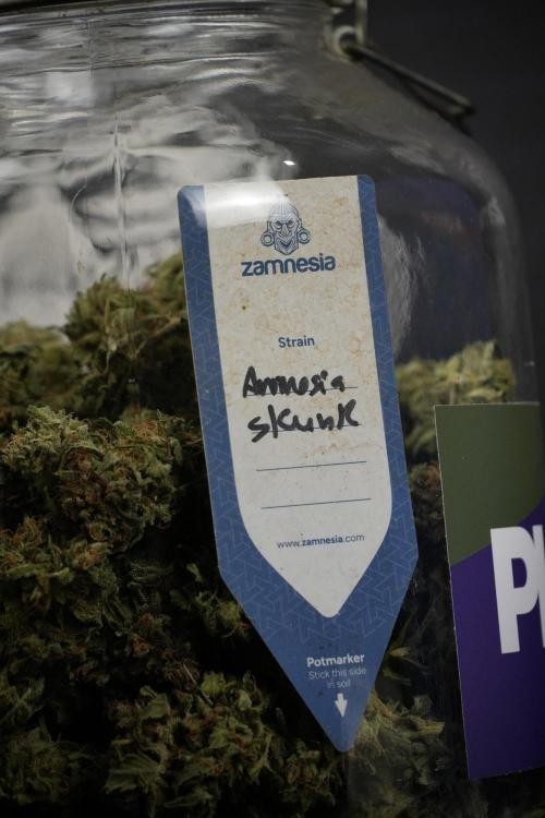 Amnesia Skunk The Zamnesia Way. Week 14 - storing after Trimming Amnesia Skunk 01