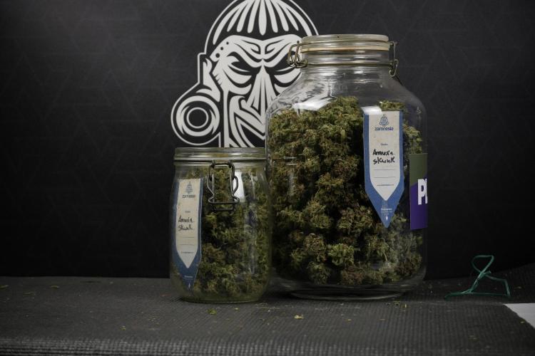 Amnesia Skunk The Zamnesia Way. Week 14 - storing after Trimming Amnesia Skunk 01