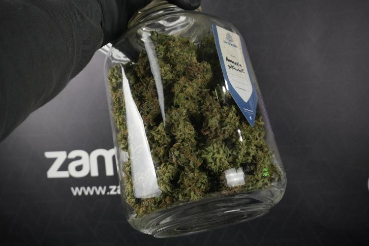Amnesia Skunk The Zamnesia Way. Week 14 - storing after Trimming Amnesia Skunk 01