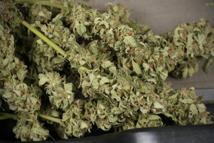 Amnesia Skunk The Zamnesia Way. Week 14 - Trimming Amnesia Skunk 02