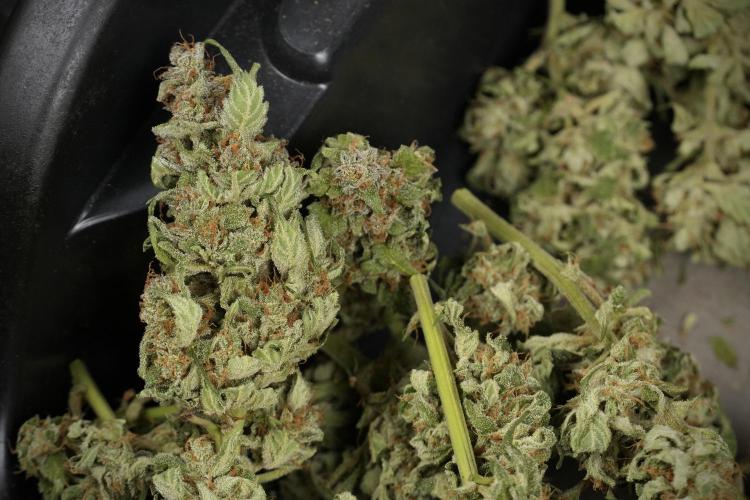 Amnesia Skunk The Zamnesia Way. Week 14 - Trimming Amnesia Skunk 02