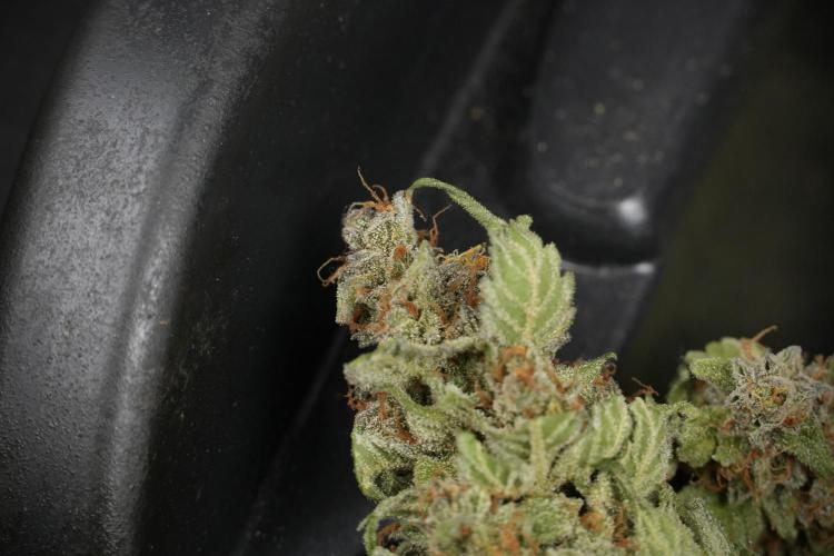 Amnesia Skunk The Zamnesia Way. Week 14 - Trimming Amnesia Skunk 02