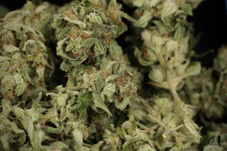 Amnesia Skunk The Zamnesia Way. Week 14 - Trimming Amnesia Skunk 02