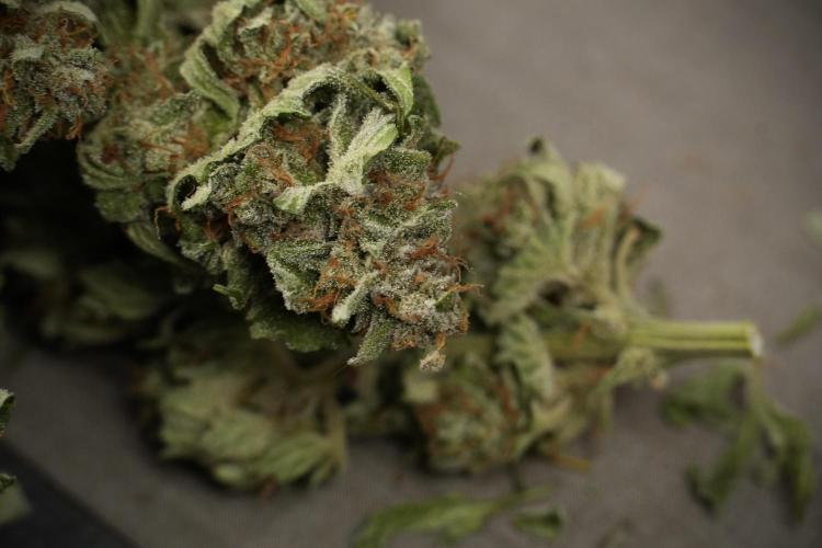 Amnesia Skunk The Zamnesia Way. Week 14 - Trimming Amnesia Skunk 02