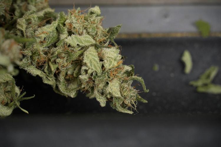 Amnesia Skunk The Zamnesia Way. Week 14 - Trimming Amnesia Skunk 02