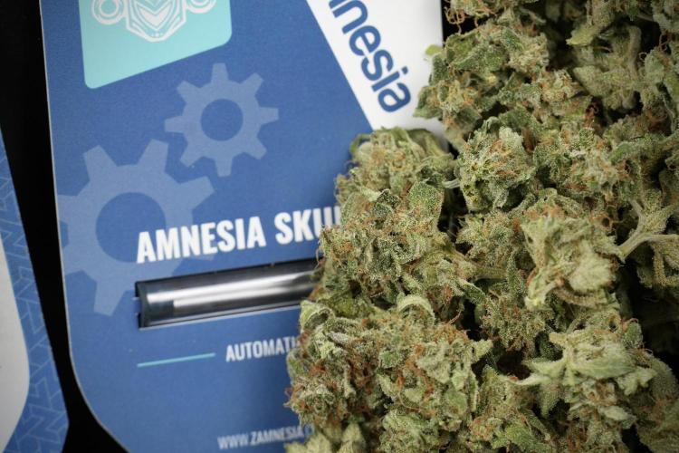 Amnesia Skunk The Zamnesia Way. Week 14 - Trimming Amnesia Skunk 02