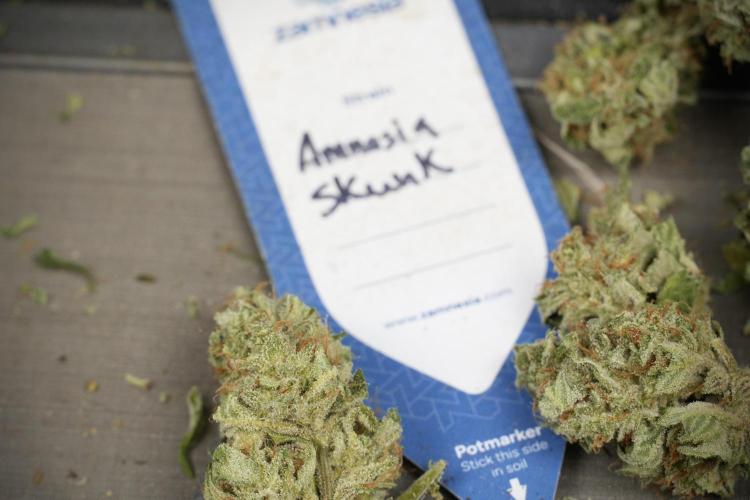 Amnesia Skunk The Zamnesia Way. Week 14 - Trimming Amnesia Skunk 02