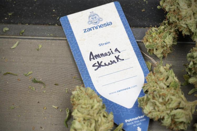 Amnesia Skunk The Zamnesia Way. Week 14 - Trimming Amnesia Skunk 02