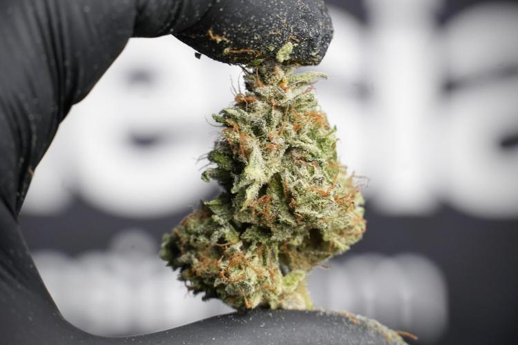 Amnesia Skunk The Zamnesia Way. Week 14 - Trimming Amnesia Skunk 02