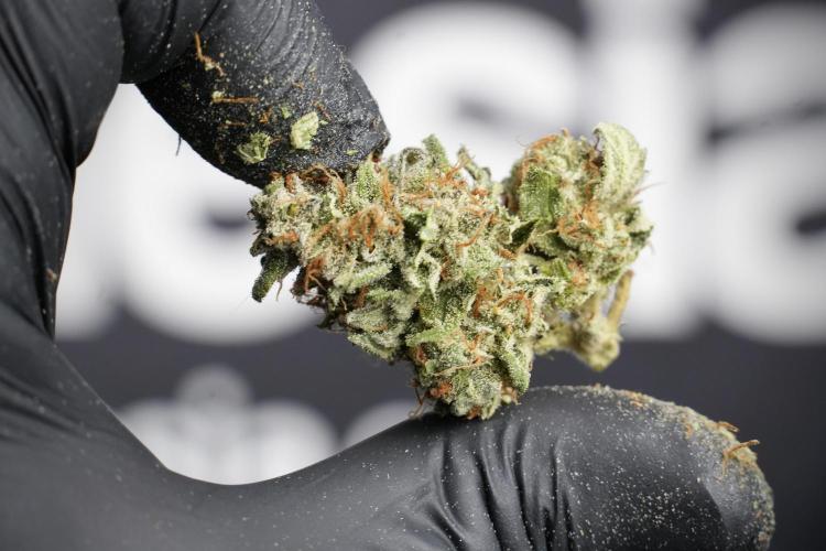 Amnesia Skunk The Zamnesia Way. Week 14 - Trimming Amnesia Skunk 02