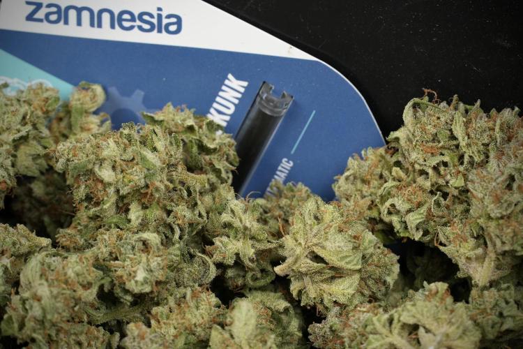Amnesia Skunk The Zamnesia Way. Week 14 - Trimming Amnesia Skunk 02