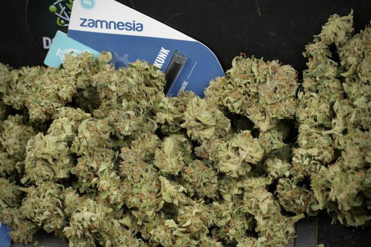Amnesia Skunk The Zamnesia Way. Week 14 - Trimming Amnesia Skunk 02