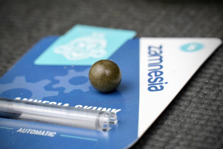 Amnesia Skunk The Zamnesia Way. Week 15 - turning gold dust in to temple hash ball 