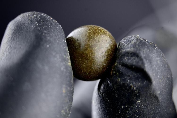 Amnesia Skunk The Zamnesia Way. Week 15 - turning gold dust in to temple hash ball 