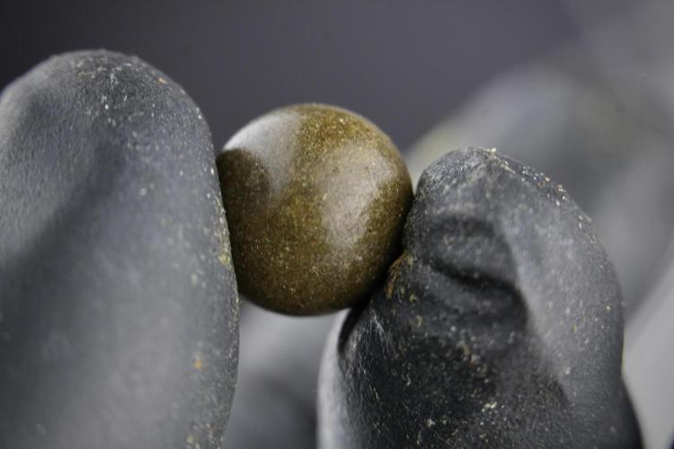 Amnesia Skunk The Zamnesia Way. Week 15 - turning gold dust in to temple hash ball 