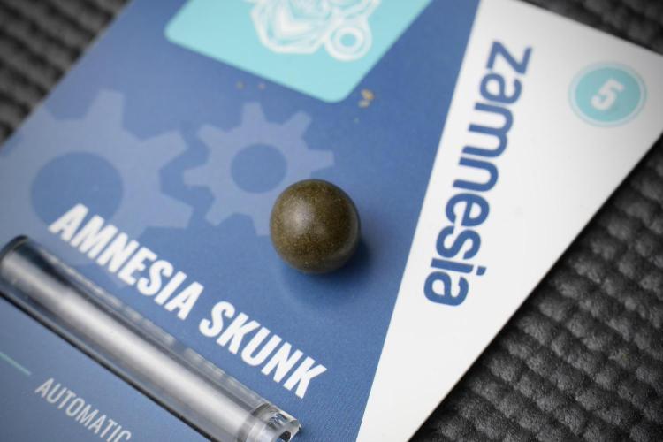 Amnesia Skunk The Zamnesia Way. Week 15 - turning gold dust in to temple hash ball 