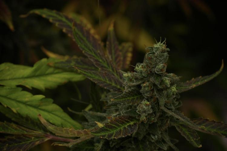 Catching The Ghost Train Haze @ Zamnesia. Week 14 - Ghost Train Haze fading and amazing colors 