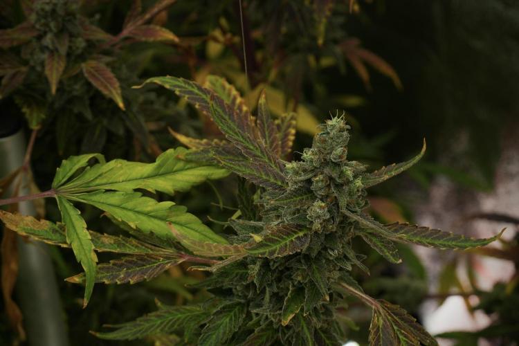 Catching The Ghost Train Haze @ Zamnesia. Week 14 - Ghost Train Haze fading and amazing colors 